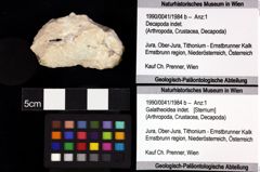 Foto (Objket + Etiketten) von Galatheoidea indet. 